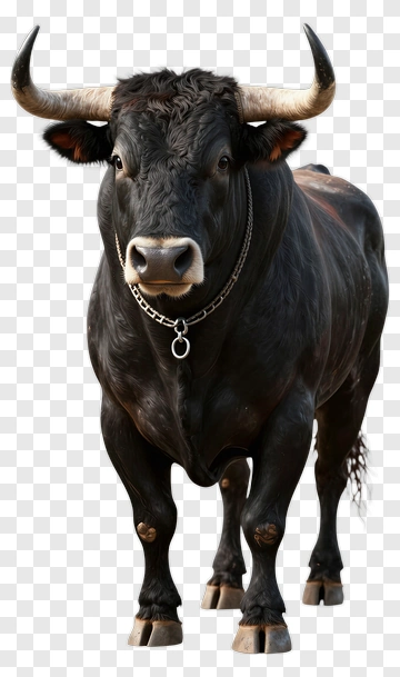 Black Bull With Chain Collar PNG