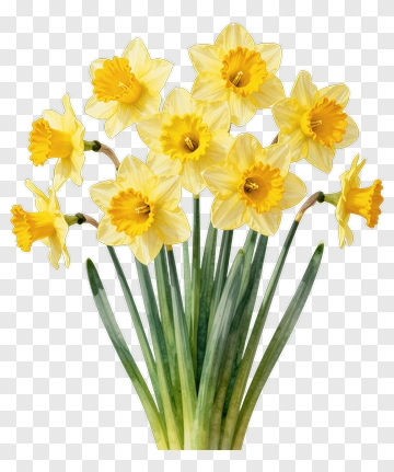 Colorful Daffodil Bouquet PNG
