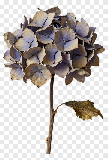 Dried Hydrangea Flower PNG
