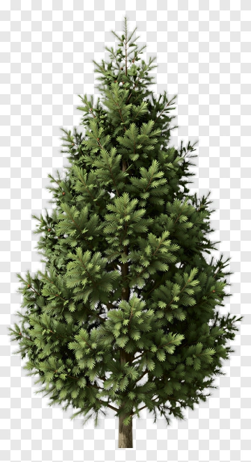 Green Pine Tree PNG