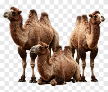 Group Of Camels PNG