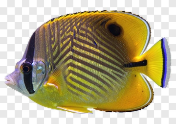 Colorful Fish With Striped Pattern PNG