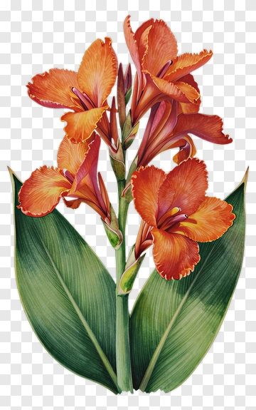 Colorful Orange Orchid Flower PNG