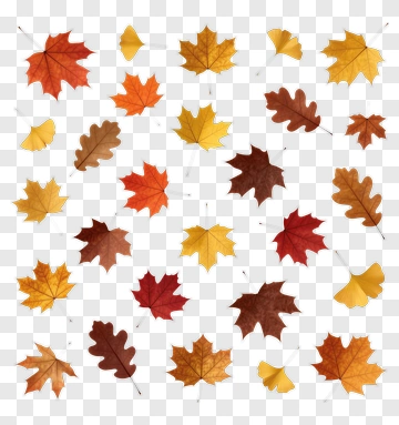 Colorful Autumn Leaves PNG