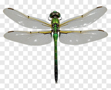 Green Dragonfly With Transparent Wings PNG
