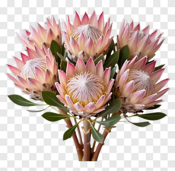 Pink Protea Flower Bouquet PNG