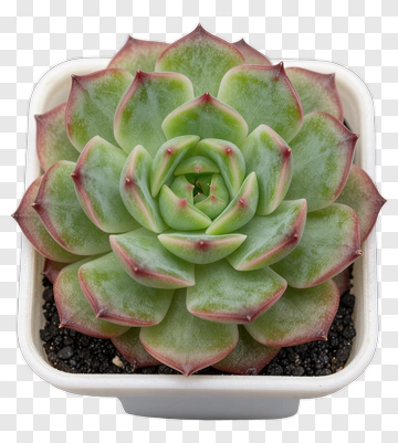 Succulent Plant In White Pot PNG