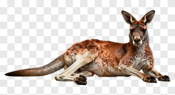 Kangaroo Lying Down PNG