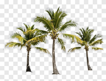Group Of Palm Trees PNG