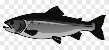 Black And White Salmon Fish Illustration PNG