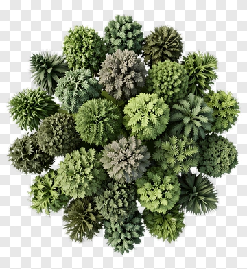 Various Green Trees In A Natural Arrangement PNG