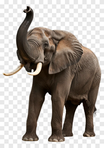 Elephant Raising Its Trunk PNG