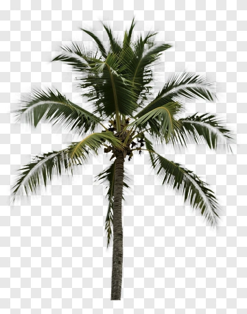 Tall Palm Tree PNG