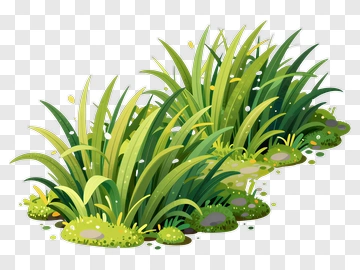 Green Grass And Plants PNG
