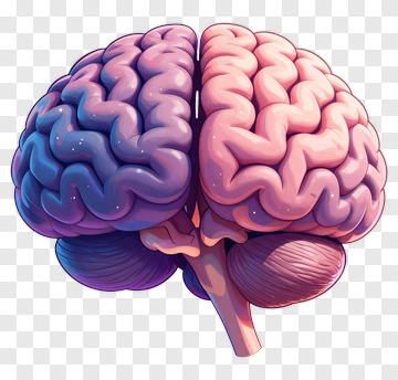 Colorful Brain Illustration PNG