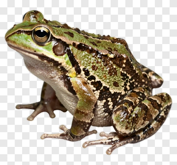 Green Frog PNG