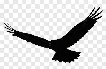 Silhouette Of A Flying Hawk PNG