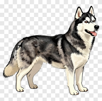Siberian Husky Dog PNG