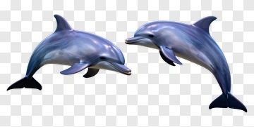 Two Dolphins Swimming Together PNG