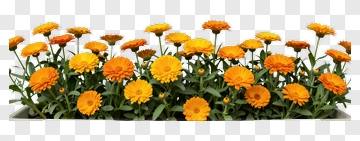 Colorful Flower Bouquet Of Yellow Flowers PNG