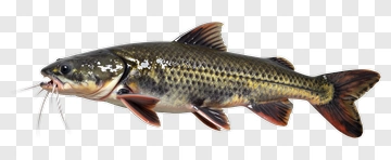Catfish Swimming In Clear Water PNG