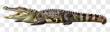 Realistic Crocodile With Open Mouth PNG