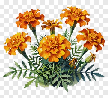 Colorful Marigold Flowers PNG