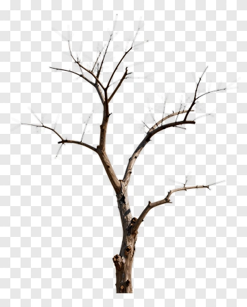 Dry Tree Branches PNG