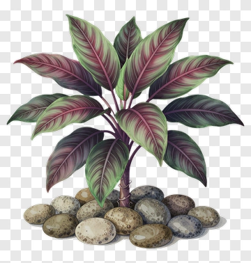 Colorful Plant With Decorative Stones PNG
