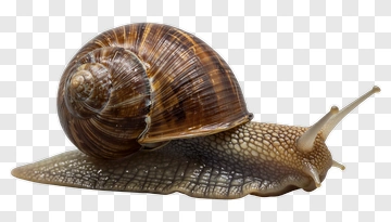 Realistic Snail On A Leaf PNG