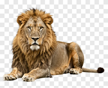 Realistic Lion Lying Down PNG