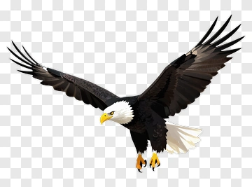 Eagle In Flight PNG
