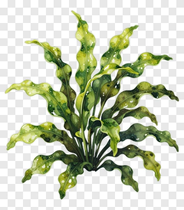 Watercolor Green Plant PNG