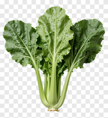 Fresh Green Swiss Chard PNG