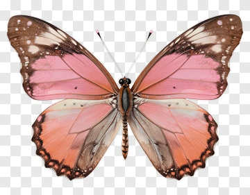 Pink Butterfly PNG