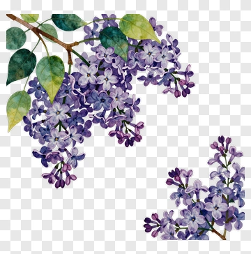 Watercolor Lilac Flowers PNG