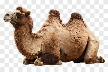 Camel Sitting In A Relaxed Position PNG