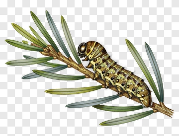 Caterpillar On A Pine Branch PNG