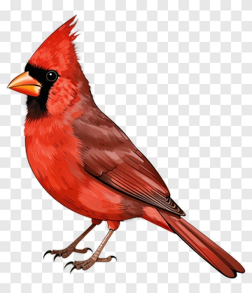 Red Cardinal Bird PNG