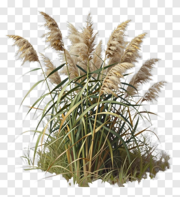 Pampas Grass Clump PNG