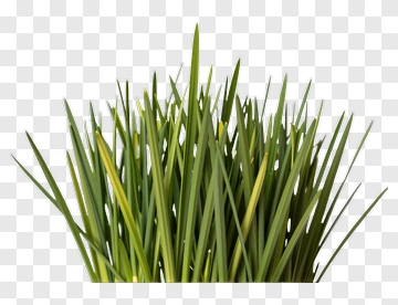 Green Grass PNG