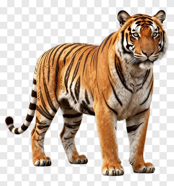 Realistic Tiger PNG