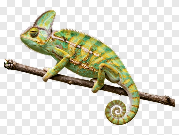 Chameleon Sitting On A Branch PNG