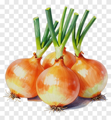 Fresh Onions With Green Stems PNG