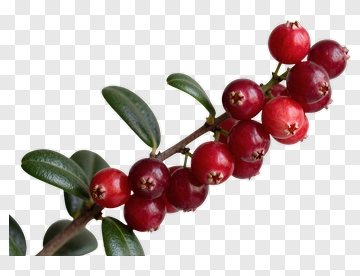 Red Berries On A Branch PNG