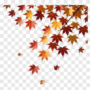 Fallen Maple Leaves In Autumn Colors PNG