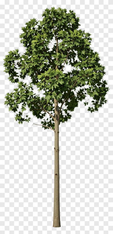 Green Tree PNG
