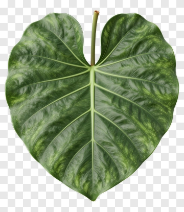 Green Heart-Shaped Leaf PNG