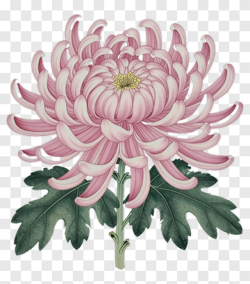 Pink Chrysanthemum Flower PNG