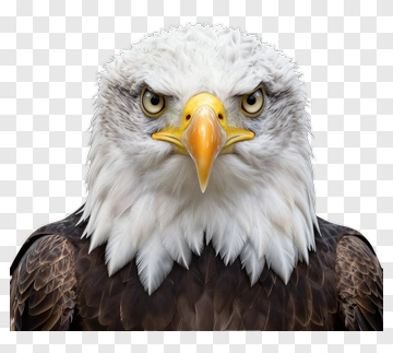 Bald Eagle Portrait PNG